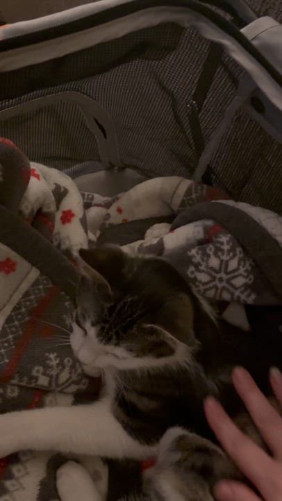 Enlarge Catticus Finch, a Adoptable Domestic Short Hair in Eugene, OR video 6/6