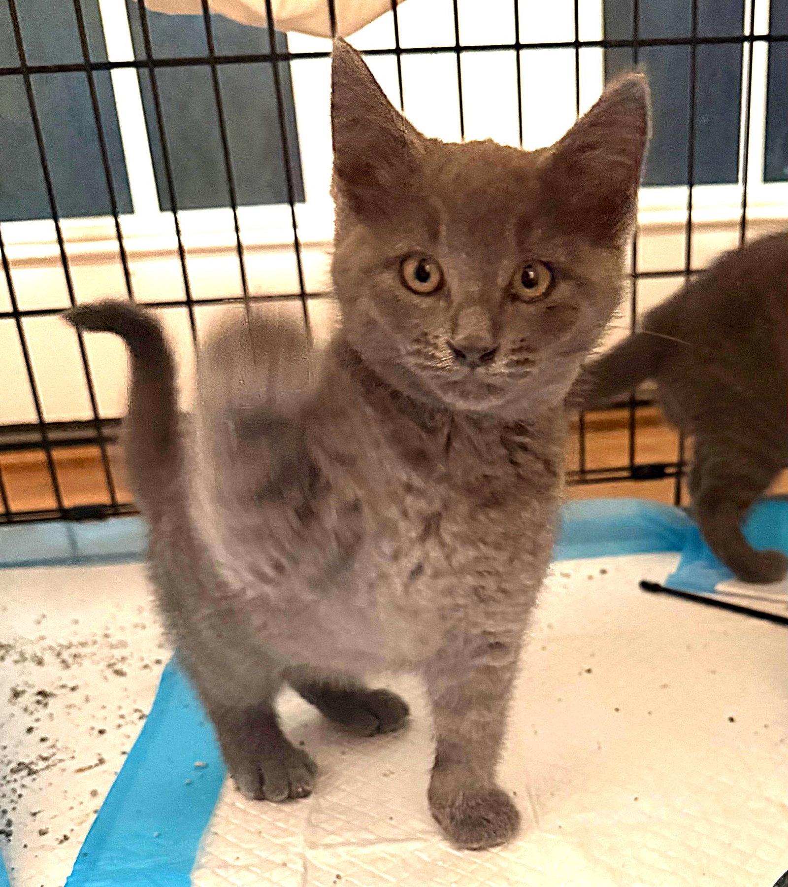 Willoughby, a Adopted mixed breed in Ellicott City, MD image 2/3