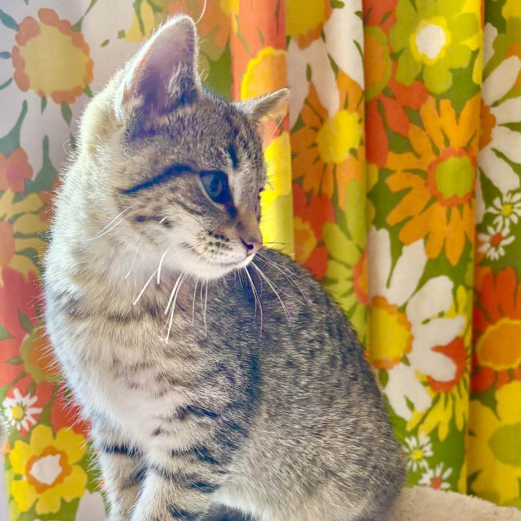 Jewel by Number 55651, Adoptable, Kitten Male Domestic Short Hair.