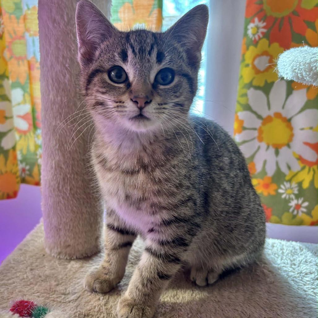 Enlarge Jewel by Number 55651, a Adoptable Domestic Short Hair in Eaton Rapids, MI image 2/3