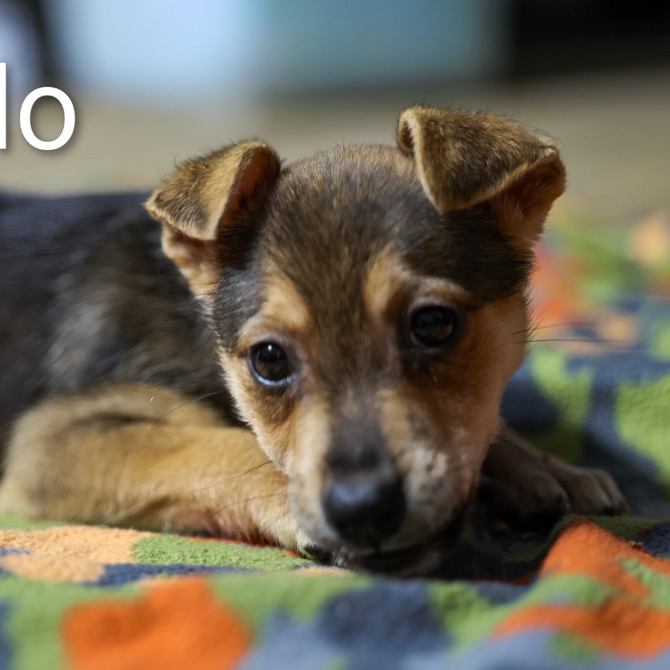 Degaillo thumbnail 2