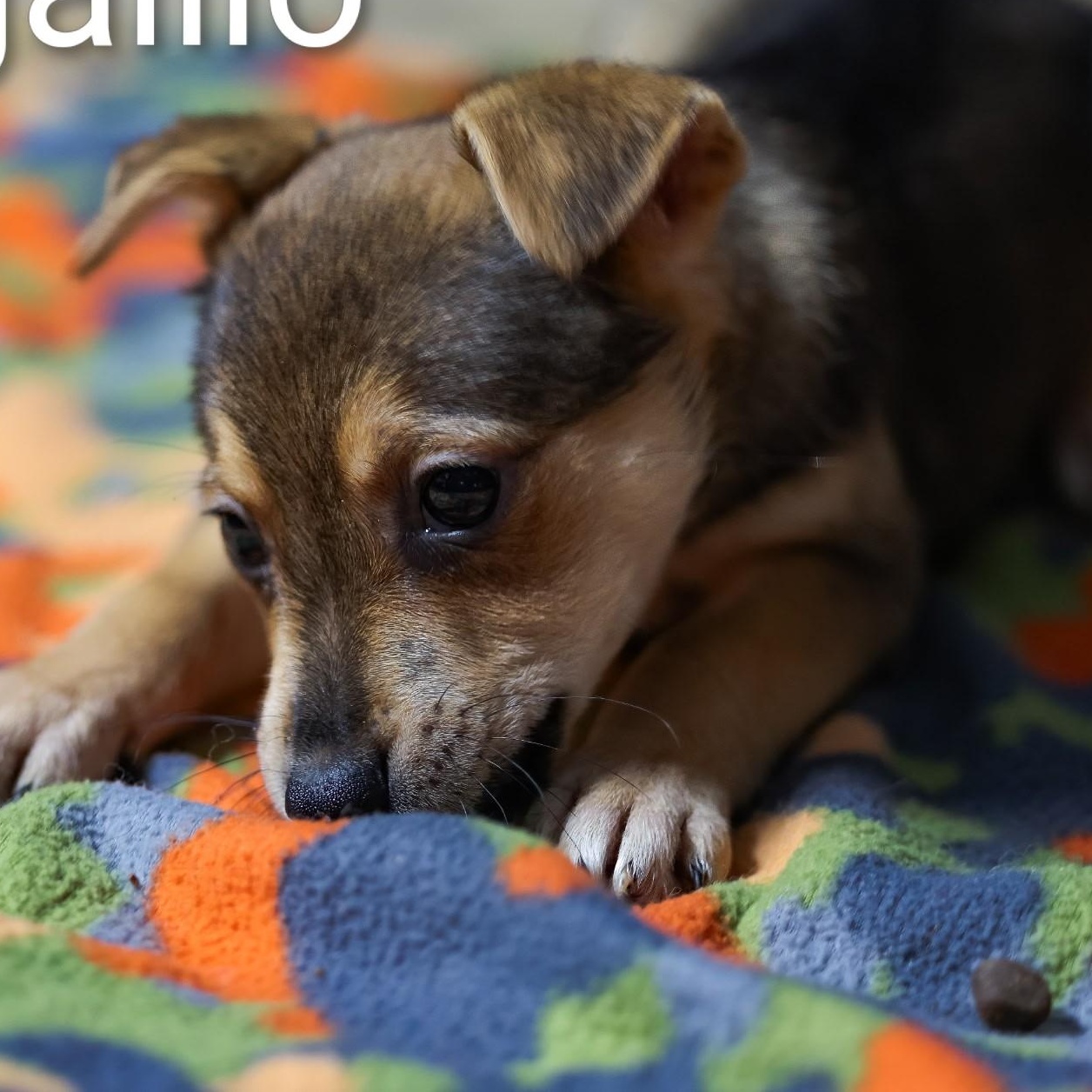 Degaillo thumbnail 3