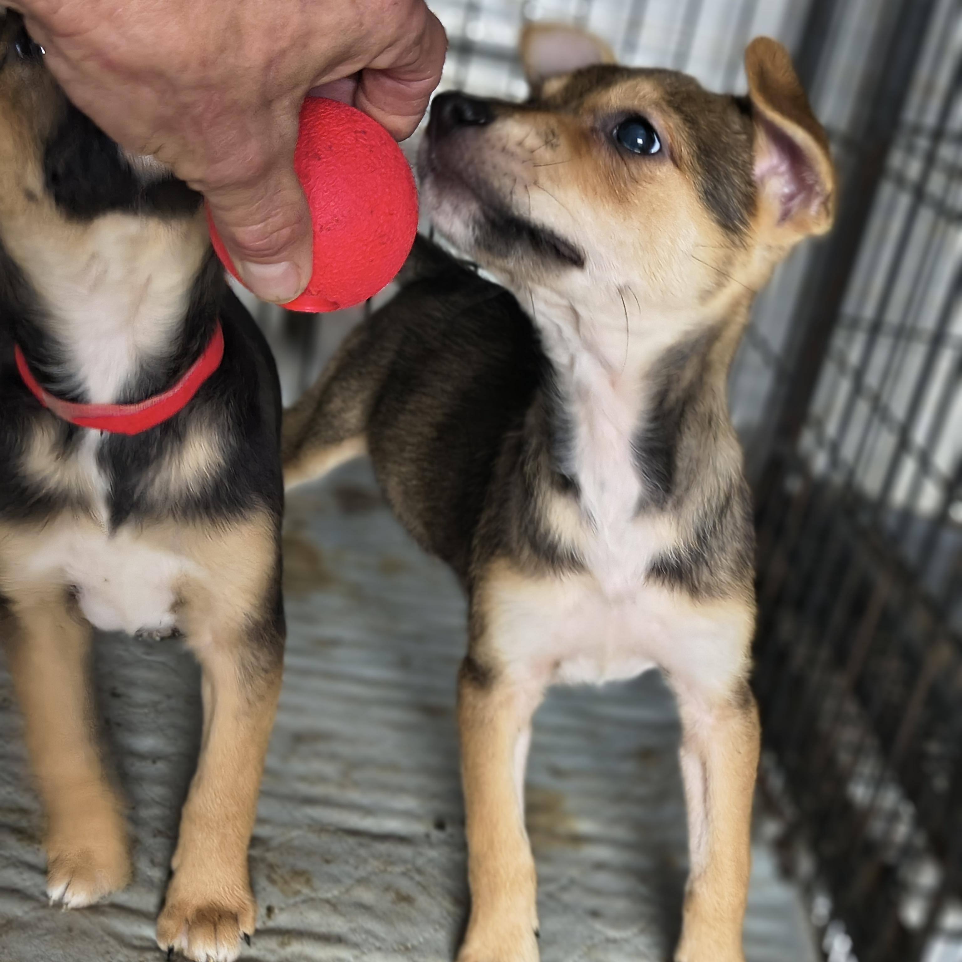 Degaillo thumbnail 4