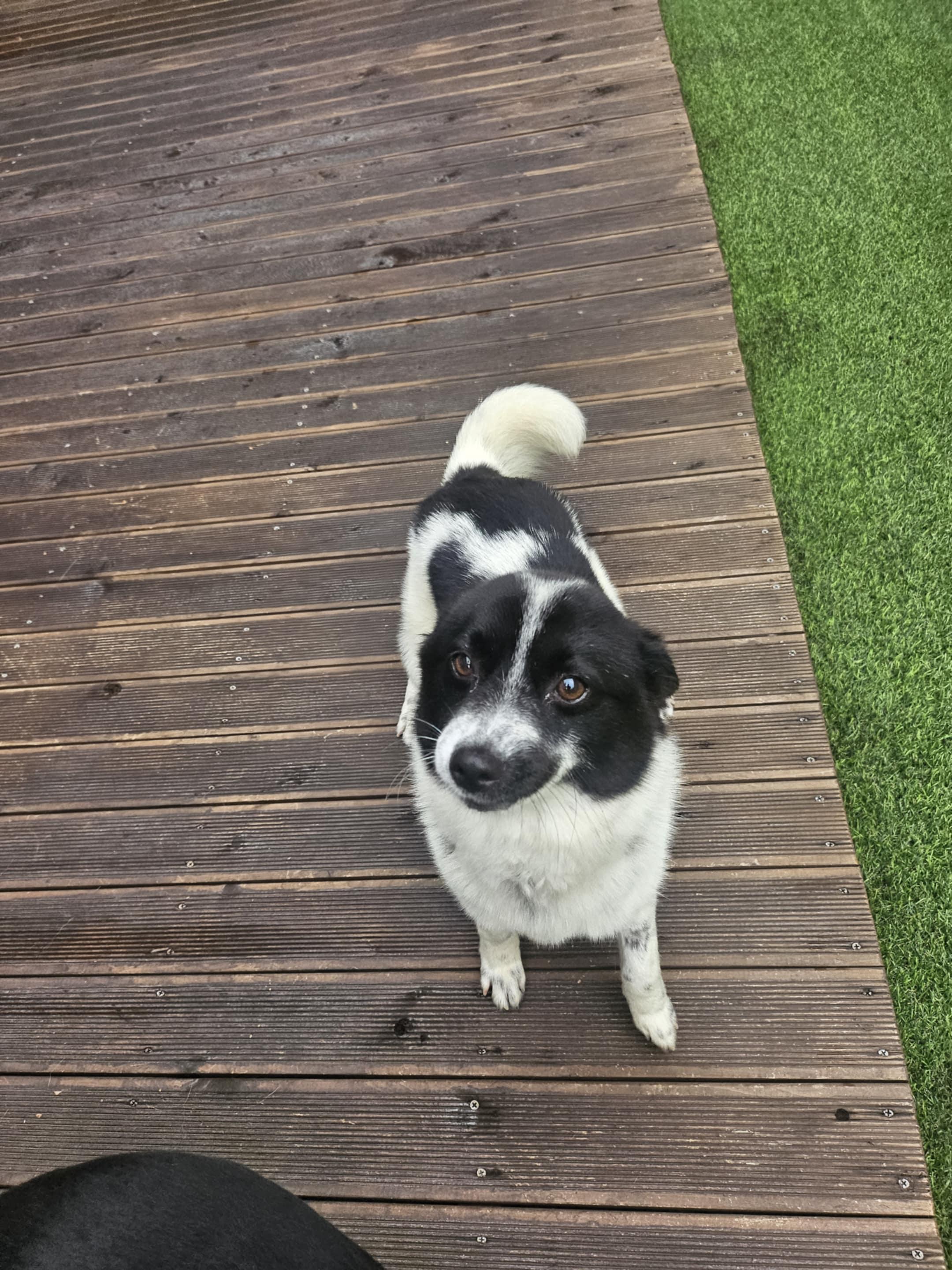 Dalma, an adoptable Spitz, Papillon in San Ramon, CA, 94582 | Photo Image 3