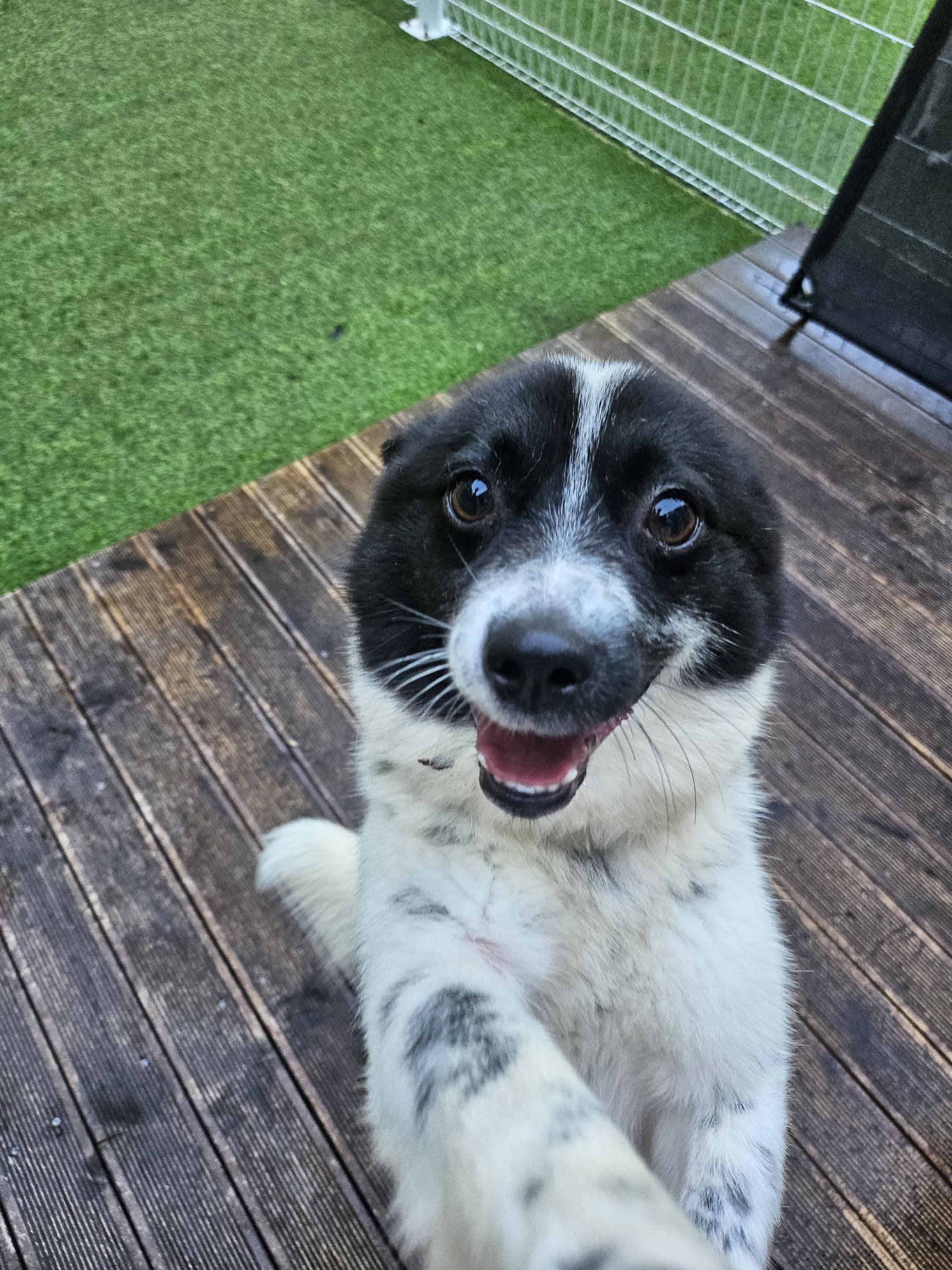 Dalma, an adoptable Spitz, Papillon in San Ramon, CA, 94582 | Photo Image 4