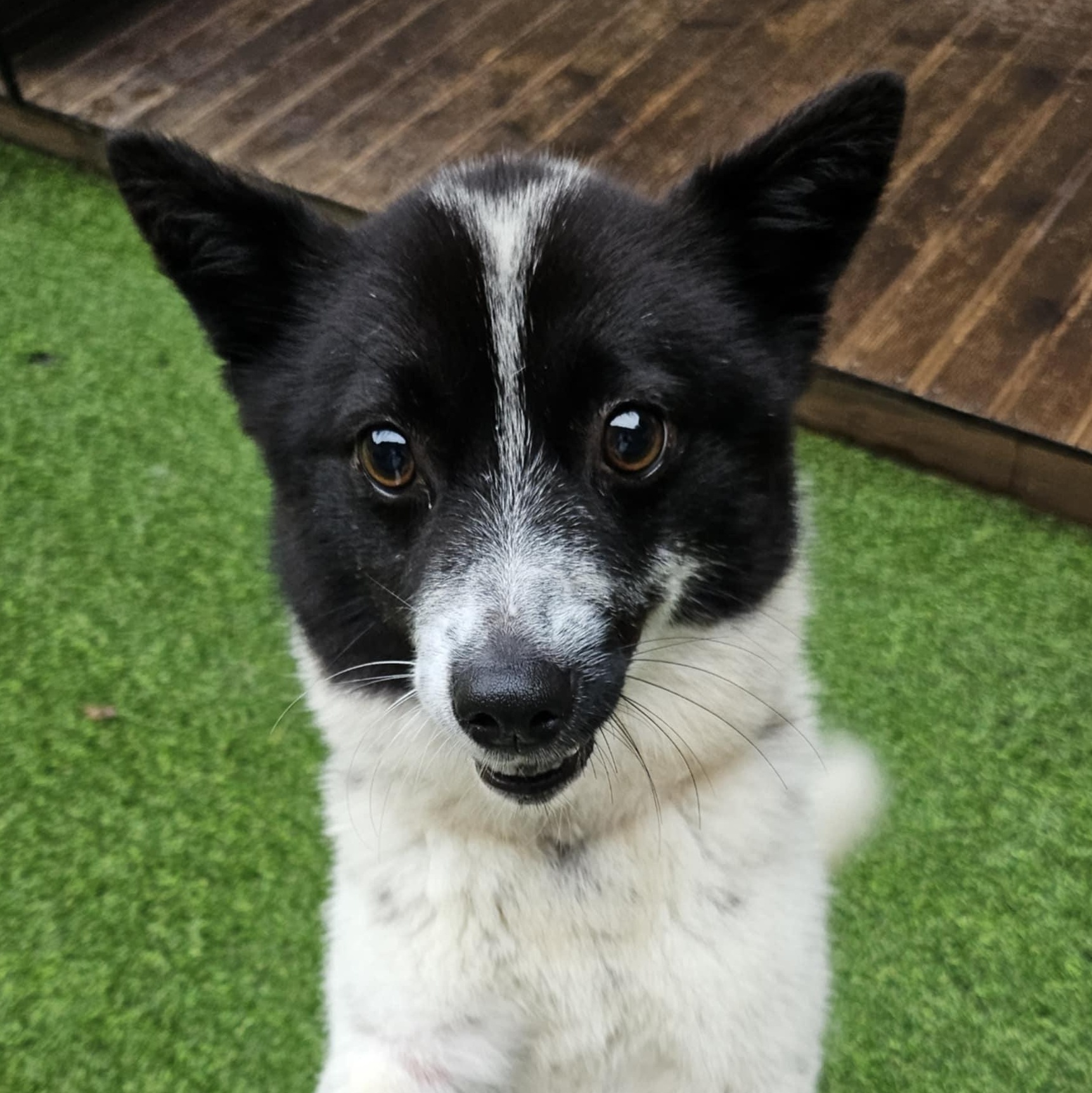 Dalma, an adoptable Spitz, Papillon in San Ramon, CA, 94582 | Photo Image 1
