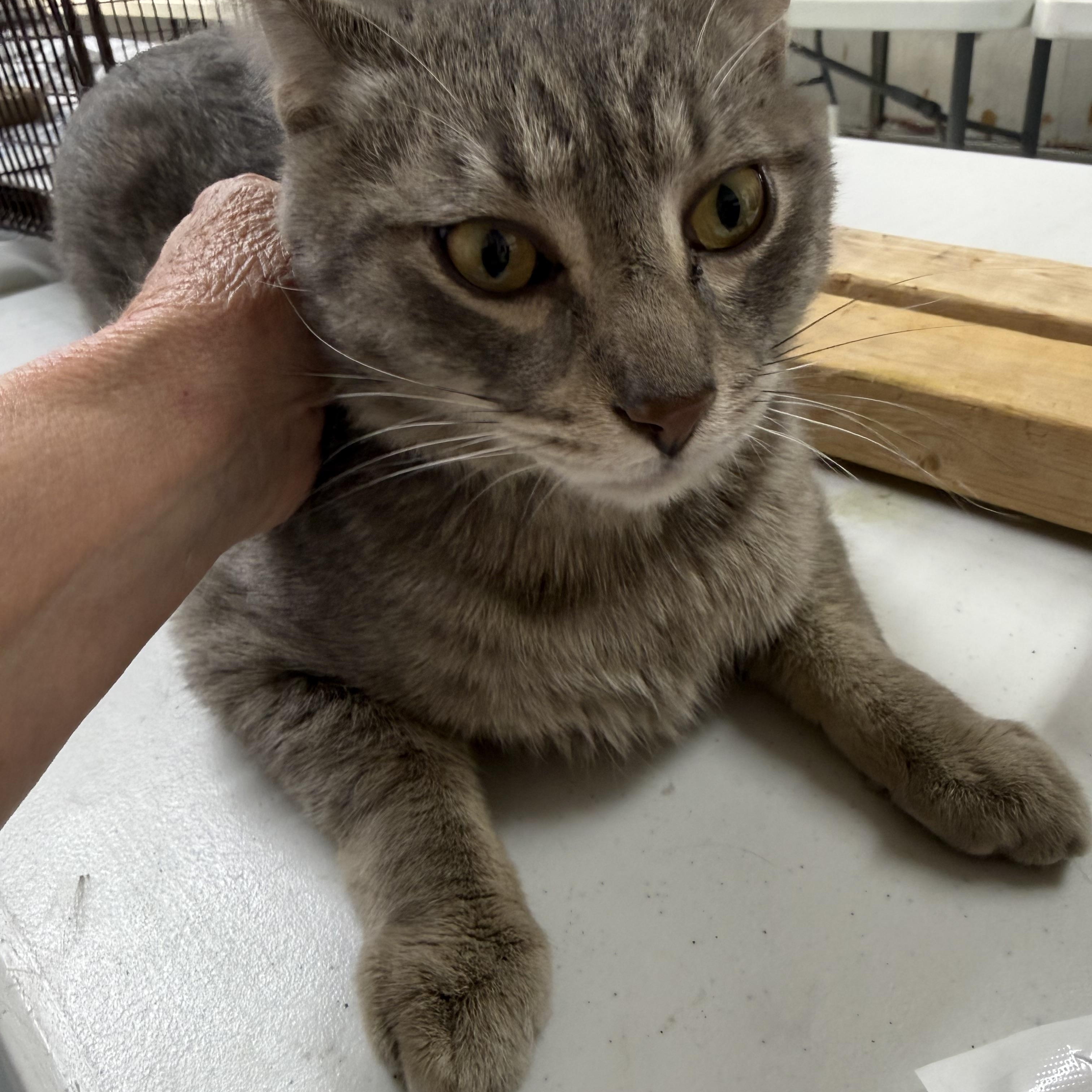 Enlarge Napster, a ADOPTABLE Tabby in Las Vegas, NV image 1/1