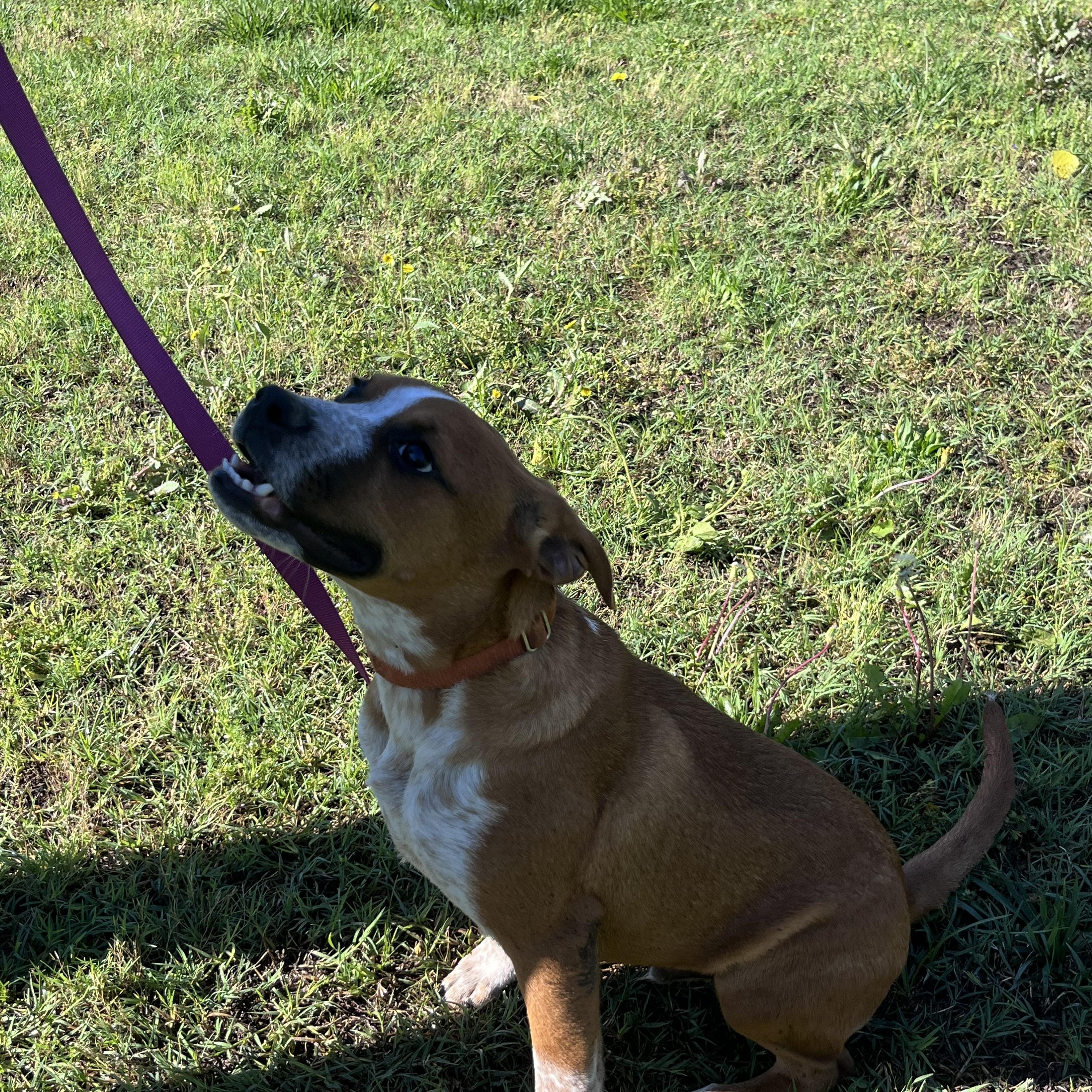 O'Malley, Young Male Beagle