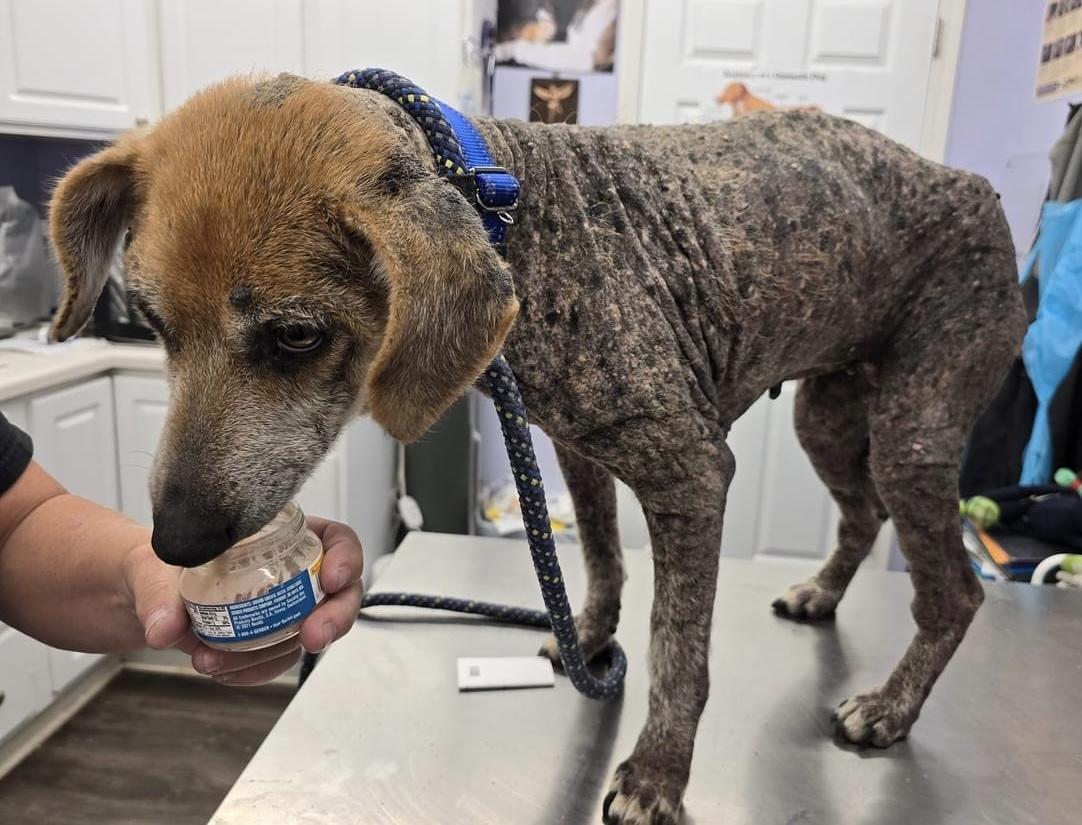 Enlarge Peaches, a Adoptable mixed breed in Independence, IA image 3/3