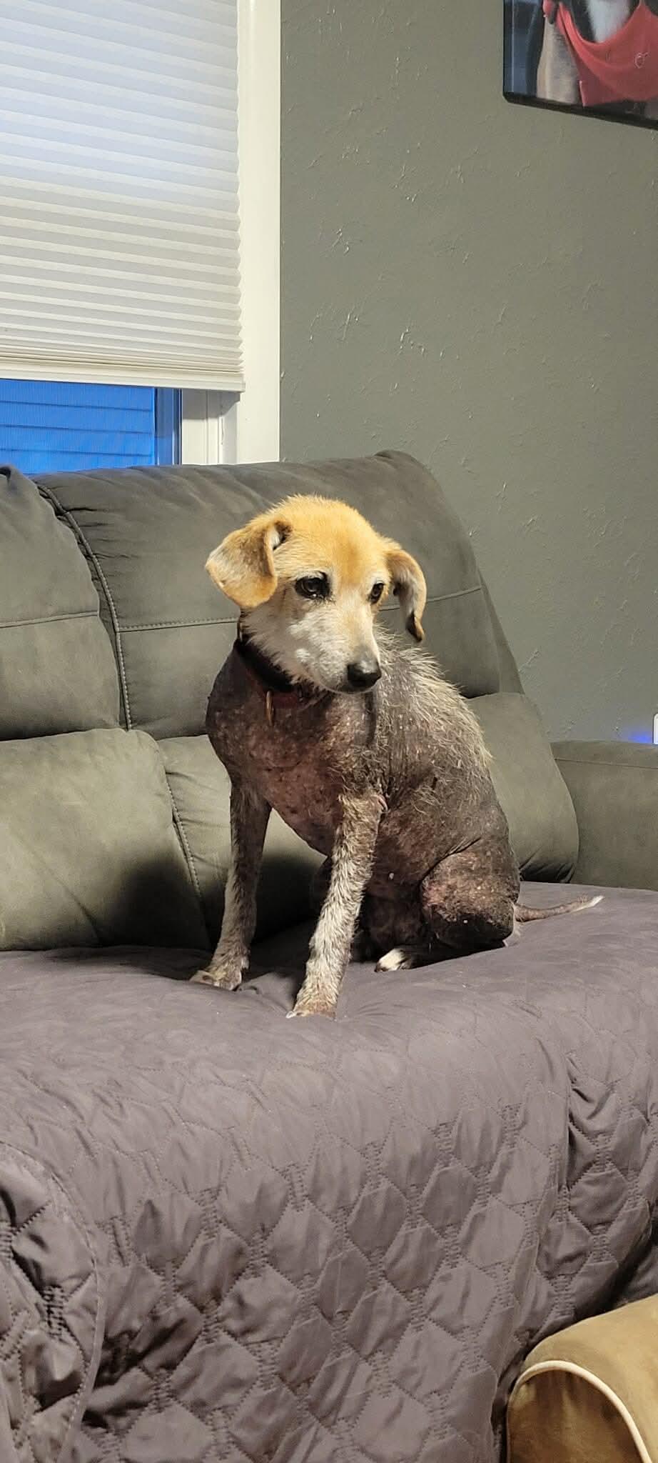 Peaches, Adoptable, Senior Female Beagle.