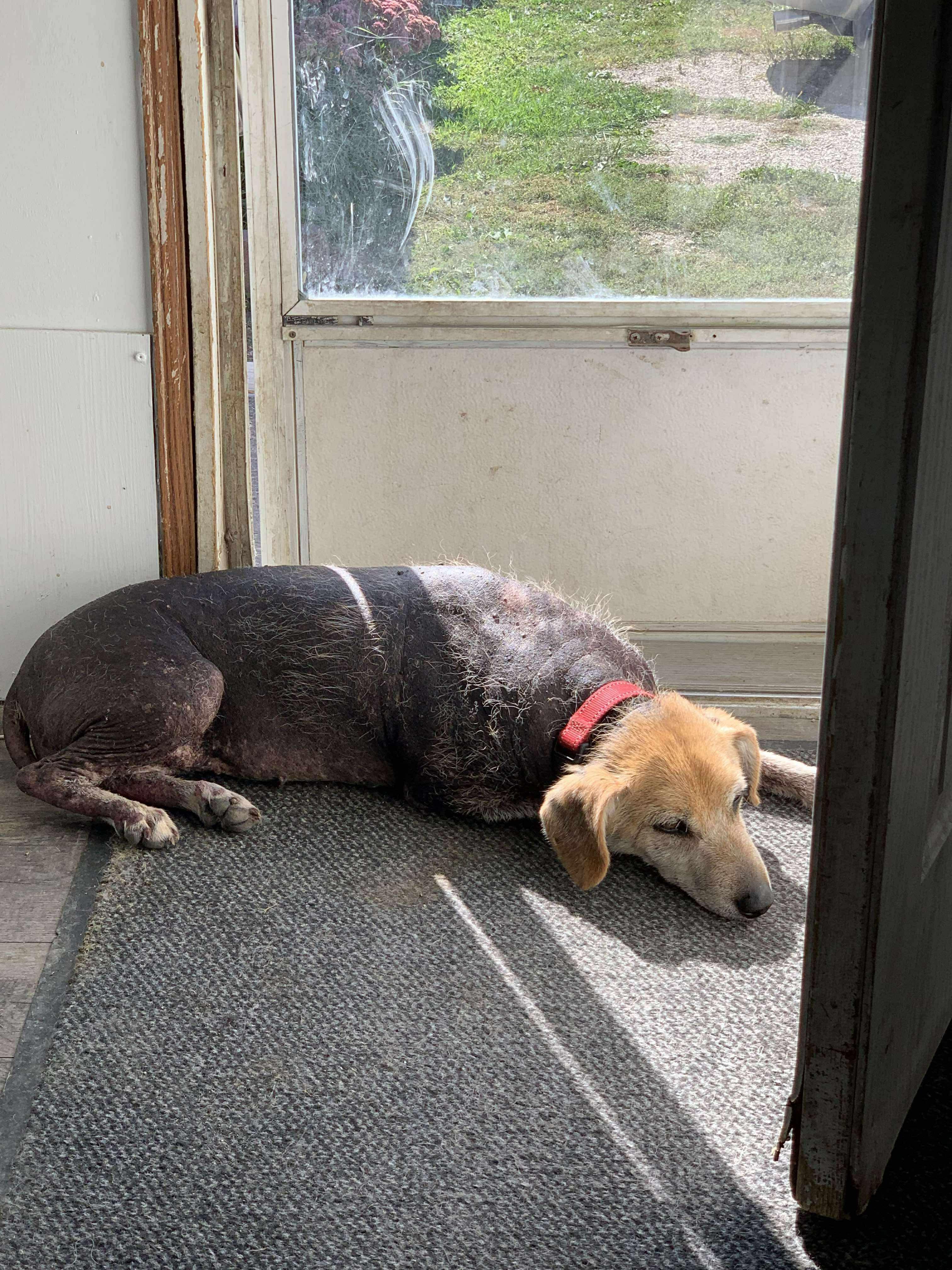 Enlarge Peaches, a Adoptable mixed breed in Independence, IA image 2/3
