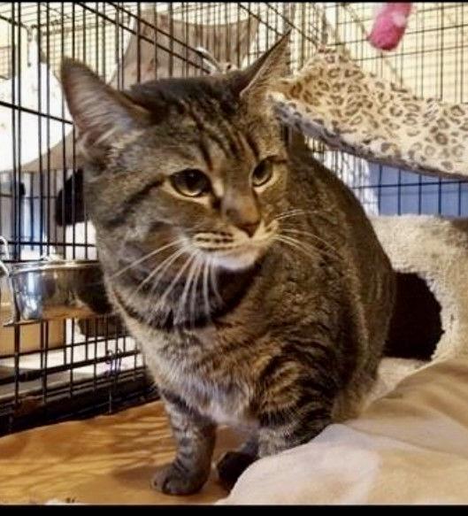Leia, an adoptable Domestic Short Hair in Freeport, NY image 2/2