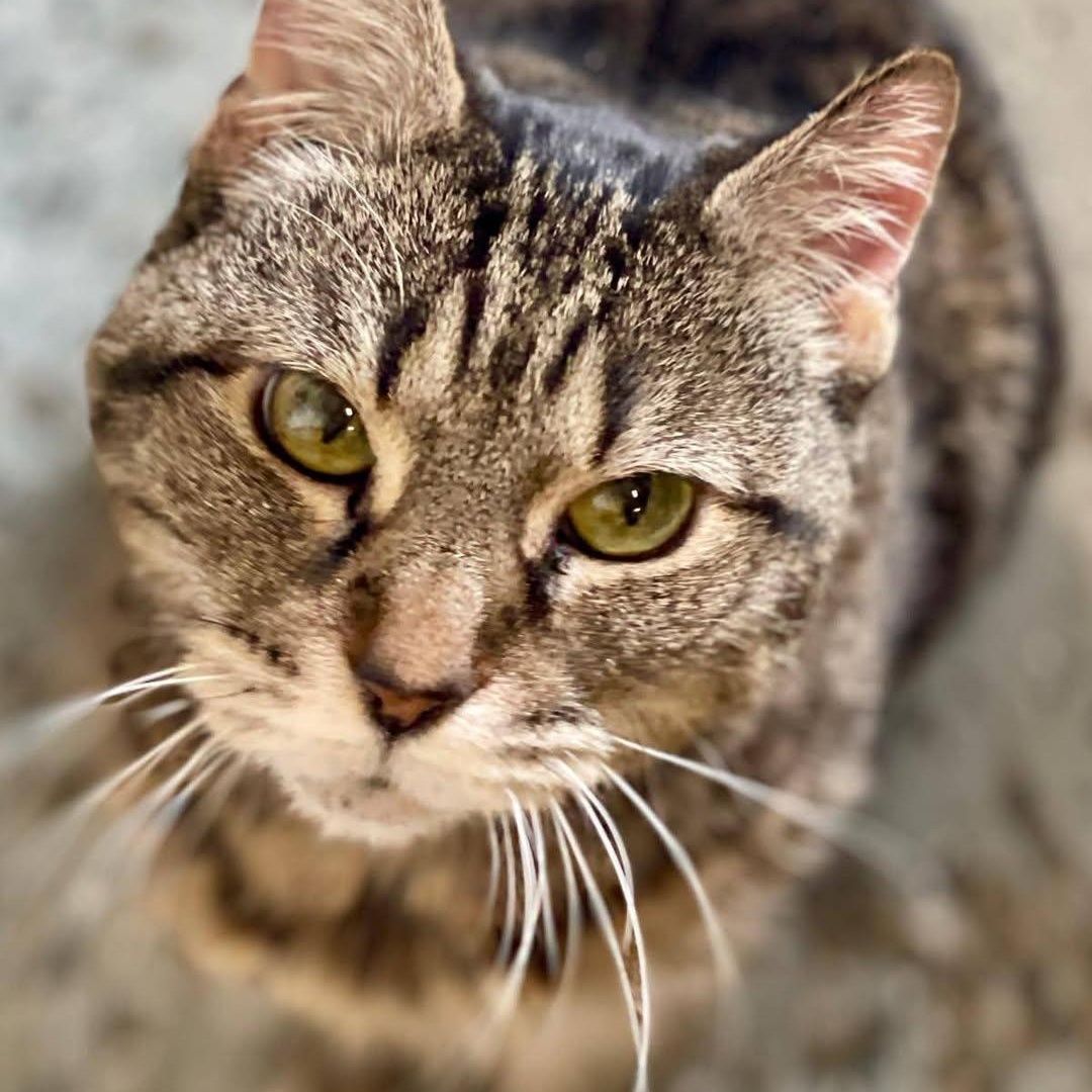 Leia, adoptable, Senior Female Domestic Short Hair.