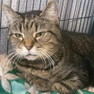 Leia, adoptable, Adult Female Domestic Short Hair.