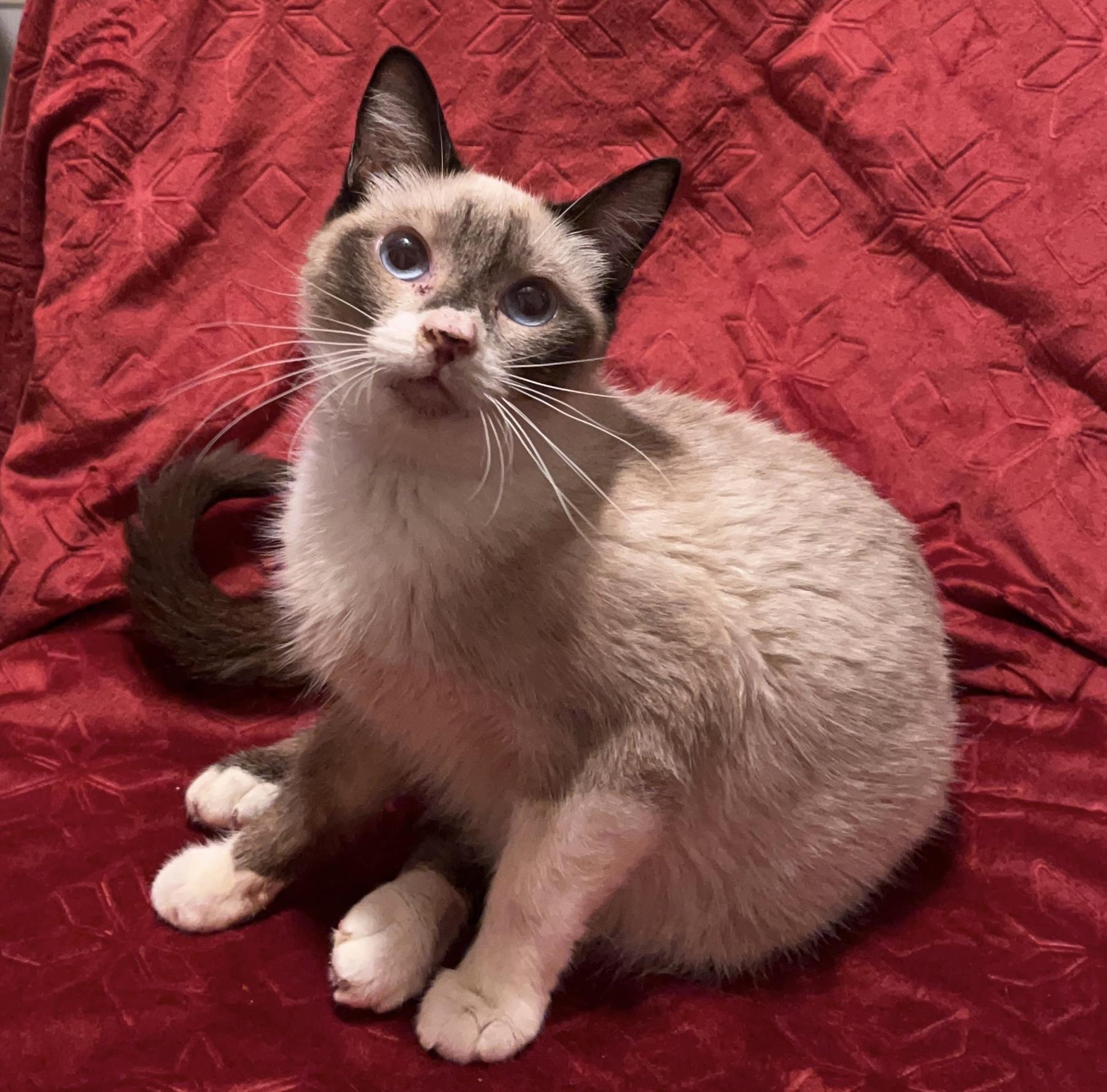 Comet, Young Male Siamese