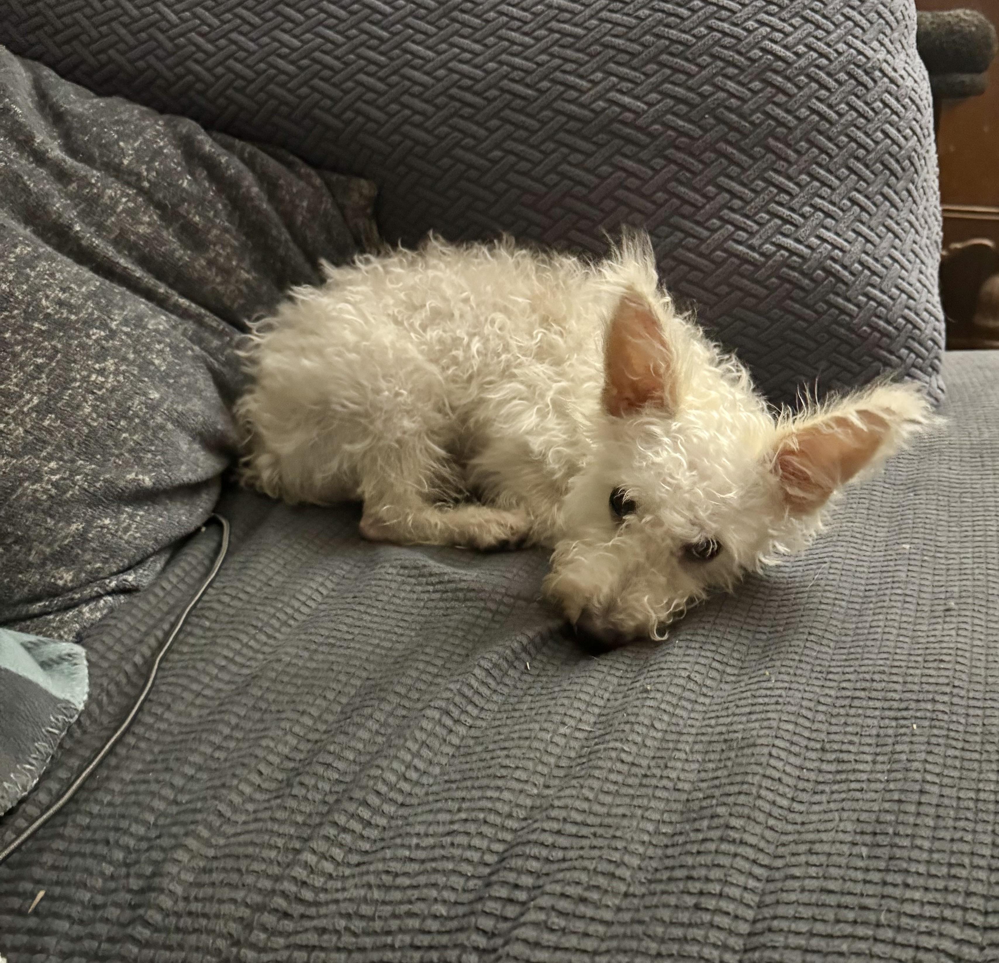 Enlarge Snowball, a Adopted mixed breed in Baker, LA image 2/6