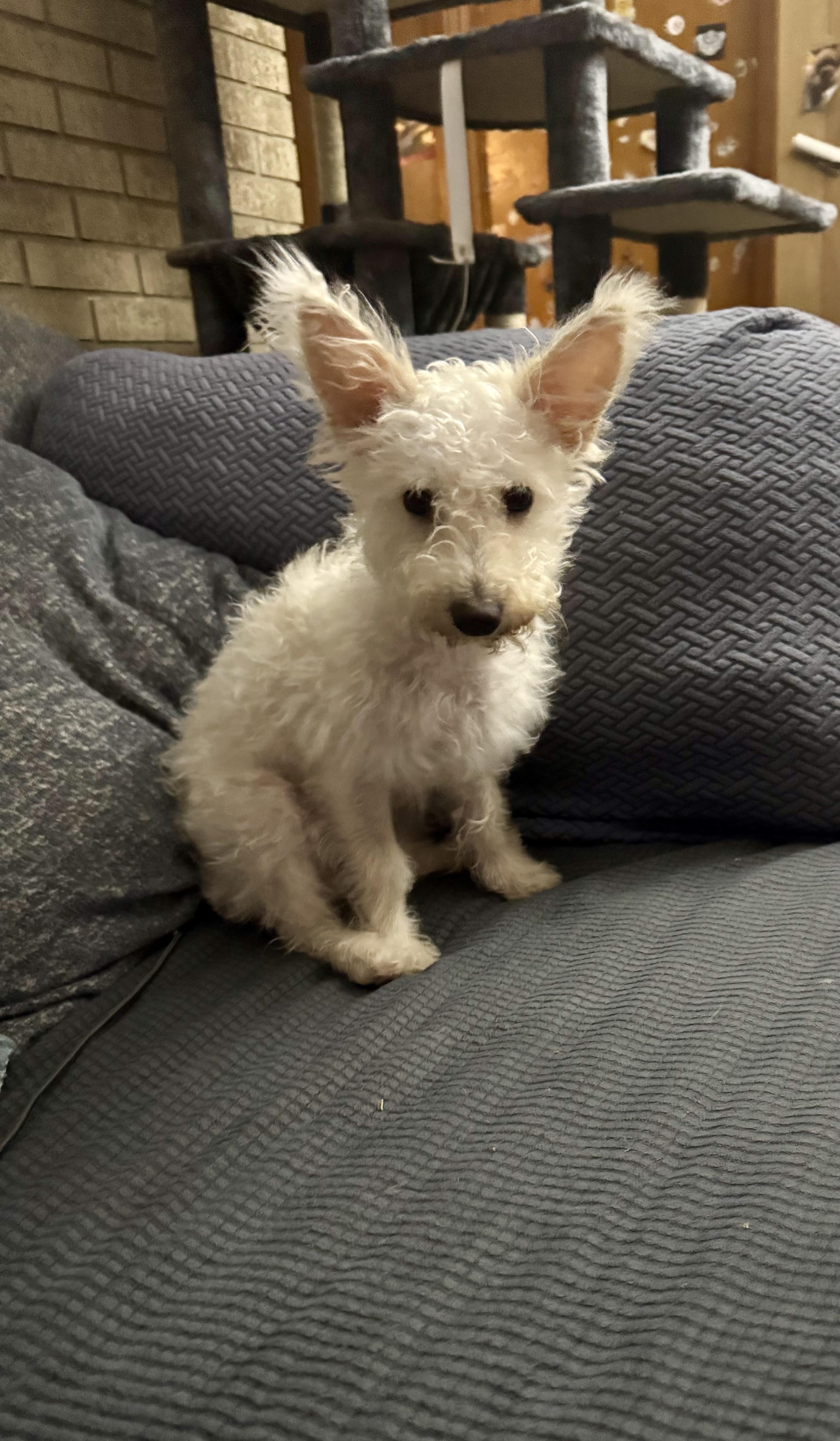 Enlarge Snowball, a Adopted mixed breed in Baker, LA image 1/6