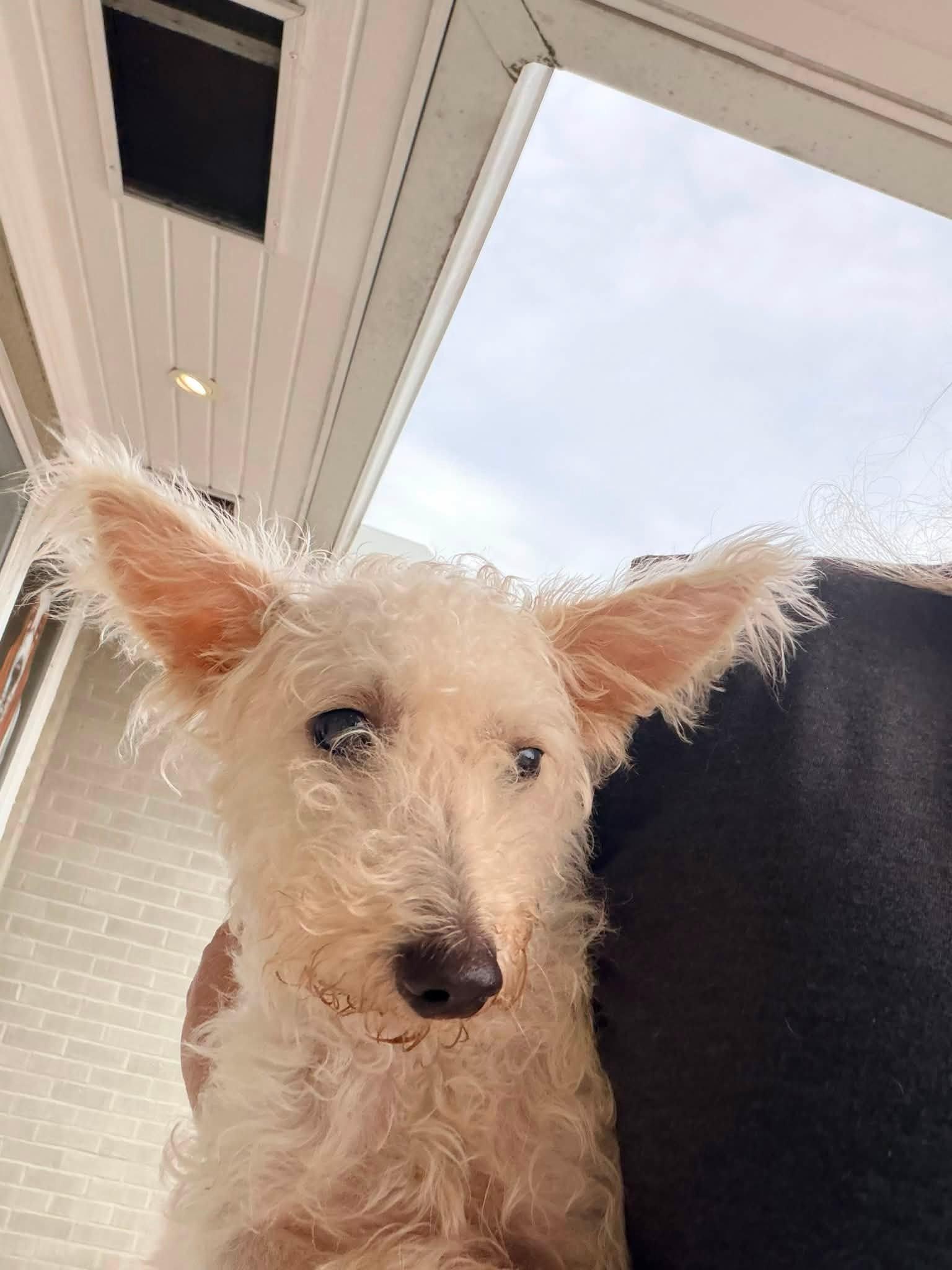 Enlarge Snowball, a Adopted mixed breed in Baker, LA image 5/6