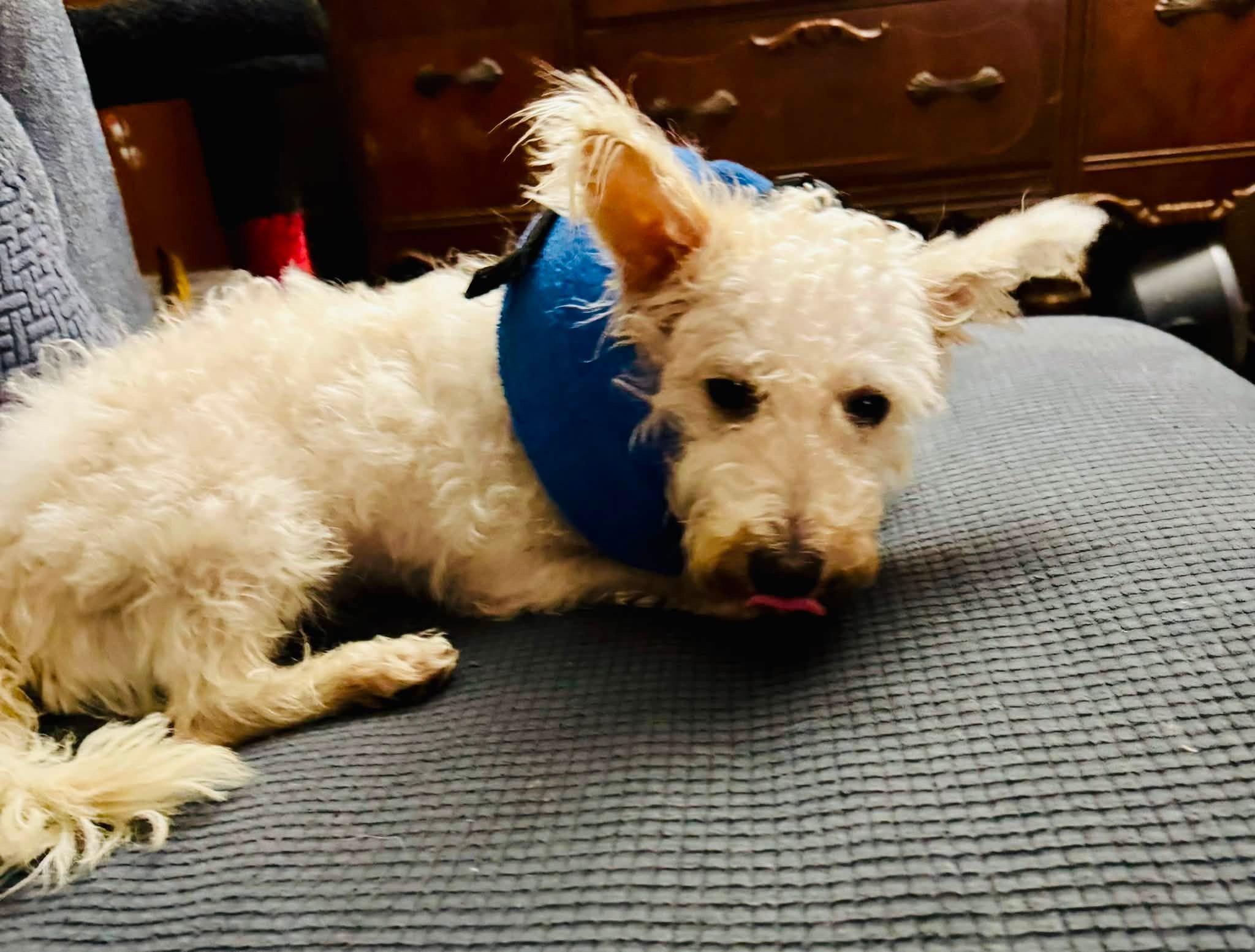 Enlarge Snowball, a Adopted mixed breed in Baker, LA image 4/6