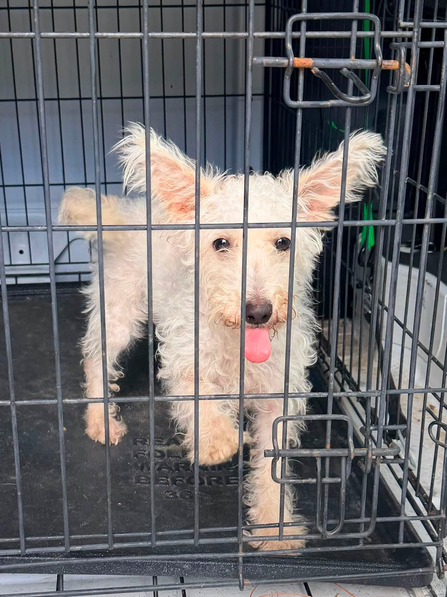 Enlarge Snowball, a Adopted mixed breed in Baker, LA image 3/6