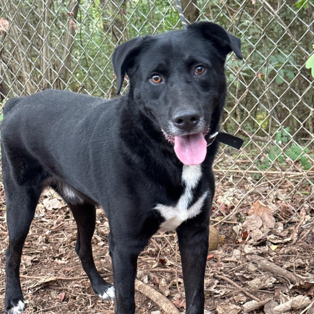 Honk, a Adoptable mixed breed in Monroeville, AL image 4/6