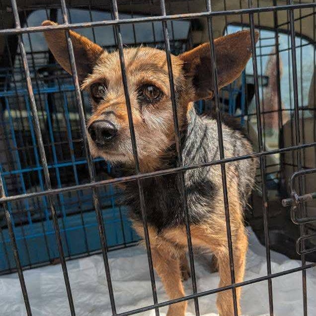 Chanchico — thumbnail 2