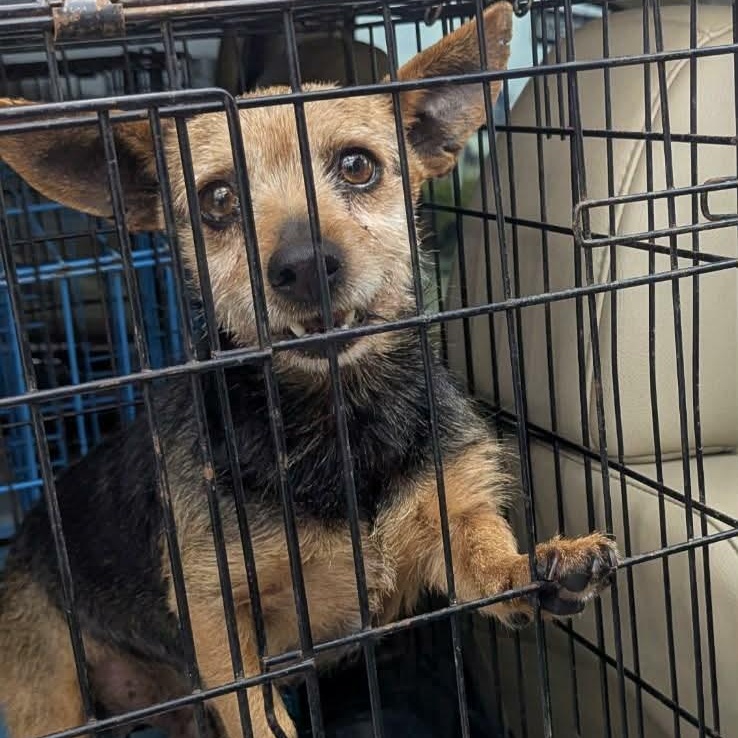 Chanchico — thumbnail 3