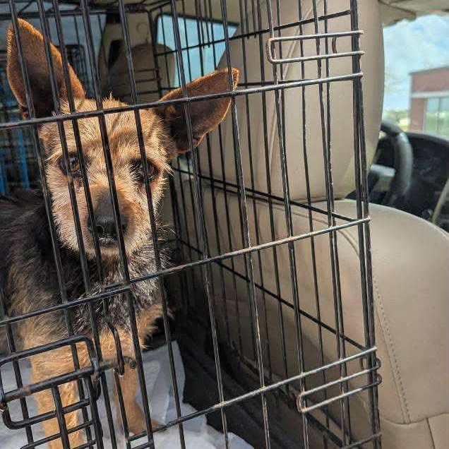 Chanchico — thumbnail 5