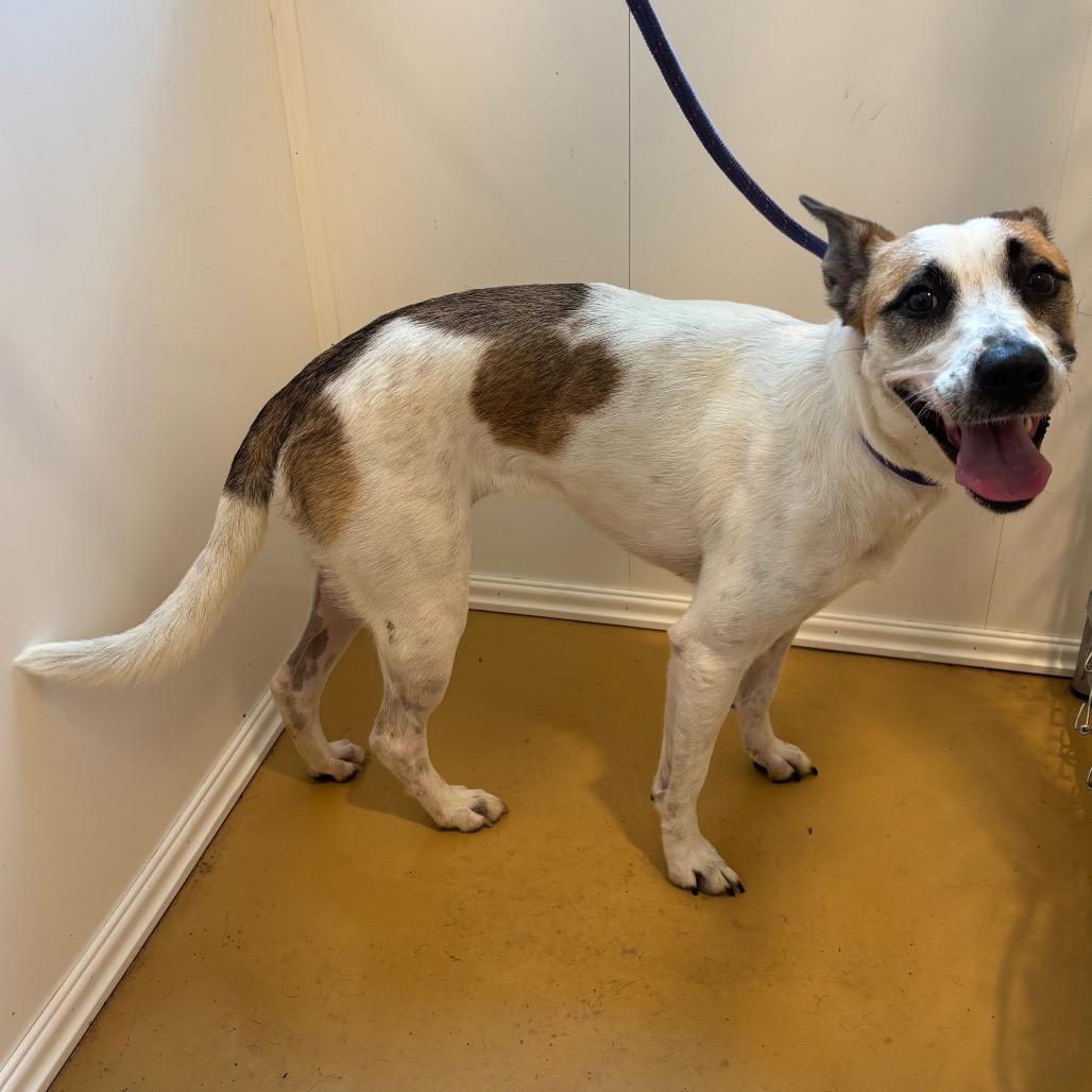 Charlize, Adoptable, Adult Female Mixed Breed.