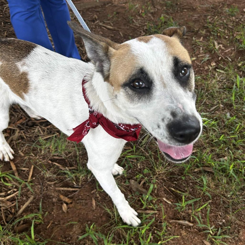 Charlize, a Adoptable Mixed Breed in Greenville, SC image 2/6