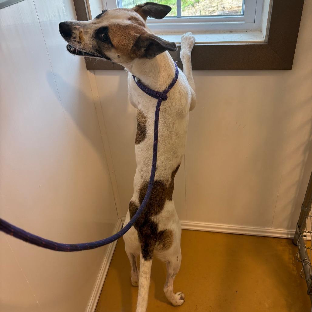Charlize, a Adoptable Mixed Breed in Greenville, SC image 3/6