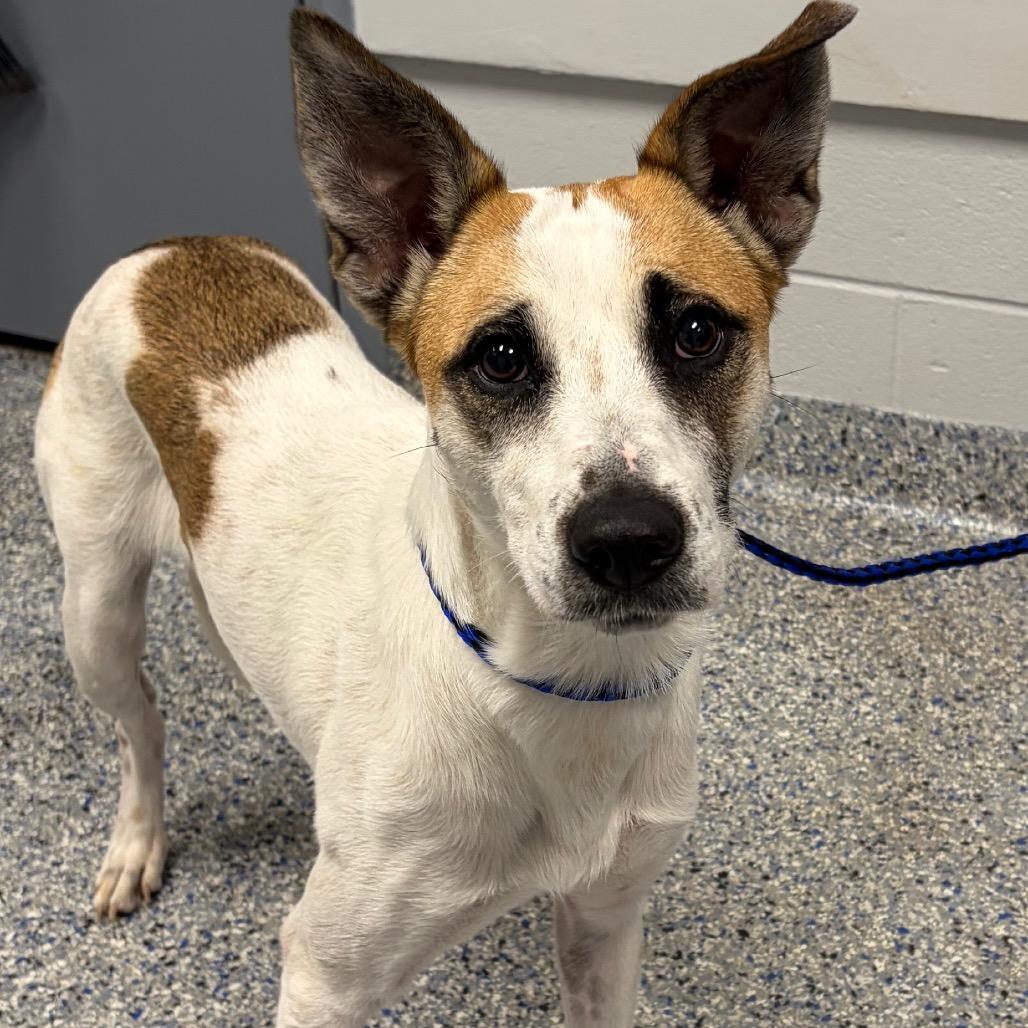 Charlize, a Adoptable Mixed Breed in Greenville, SC image 4/6
