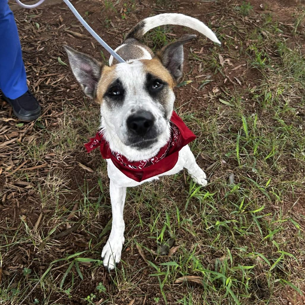 Charlize, a Adoptable Mixed Breed in Greenville, SC image 5/6