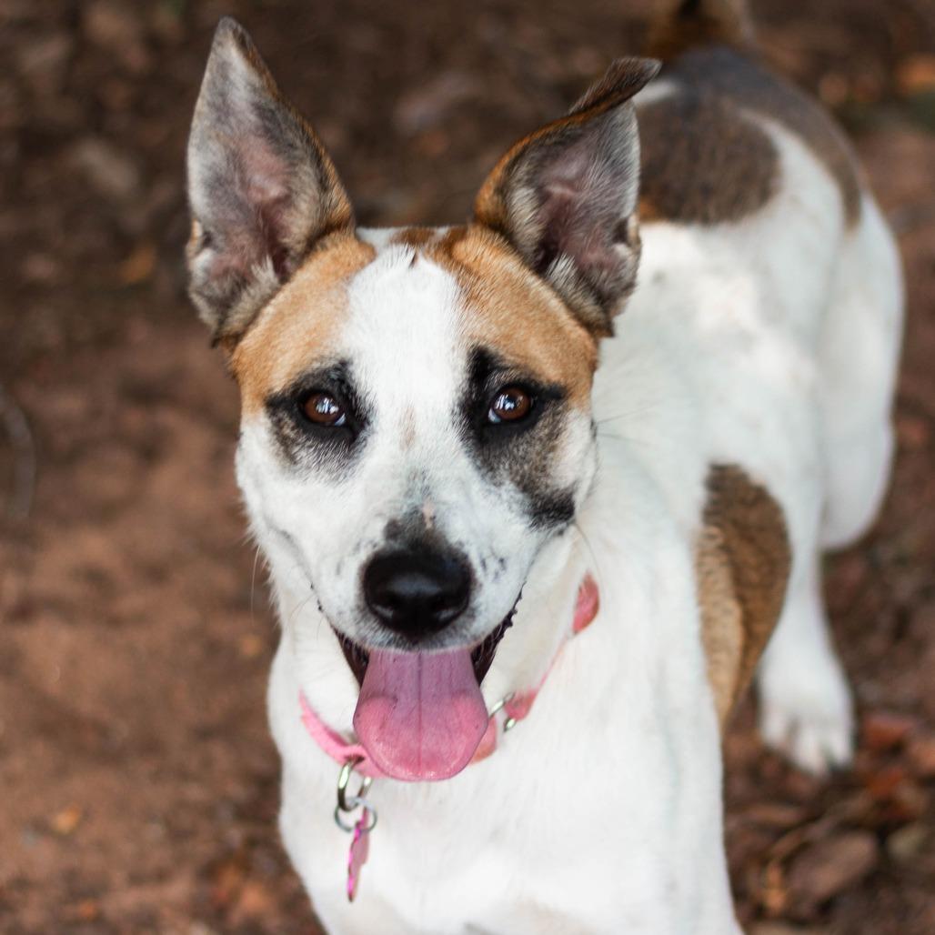 Charlize, a Adoptable Mixed Breed in Greenville, SC image 6/6