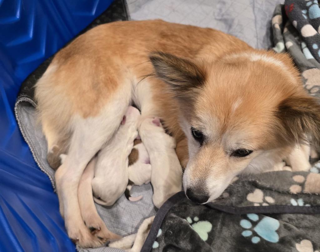 25Atticus, an adoptable Mixed Breed in Shingle Springs, CA image 3/3