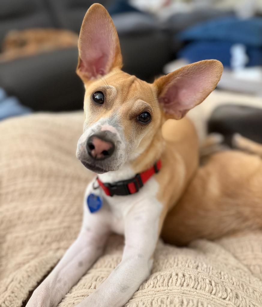 Enlarge 25Atticus, a Adoptable Mixed Breed in Shingle Springs, CA image 2/6
