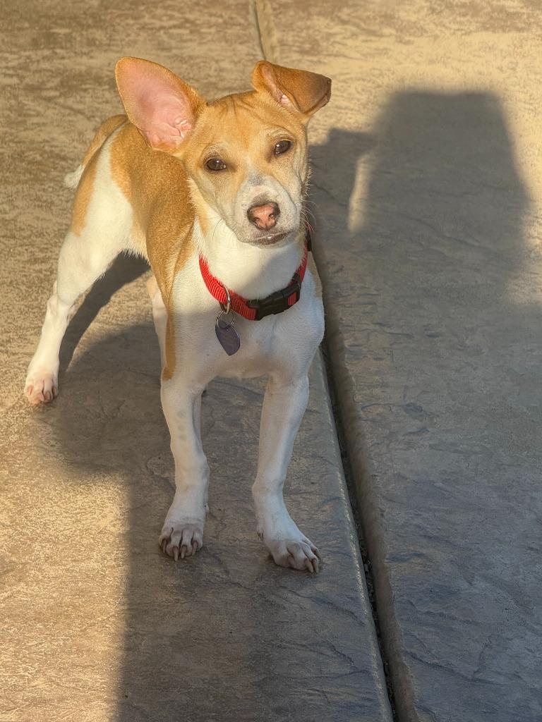 25Atticus, an adoptable Mixed Breed in Shingle Springs, CA image 3/6