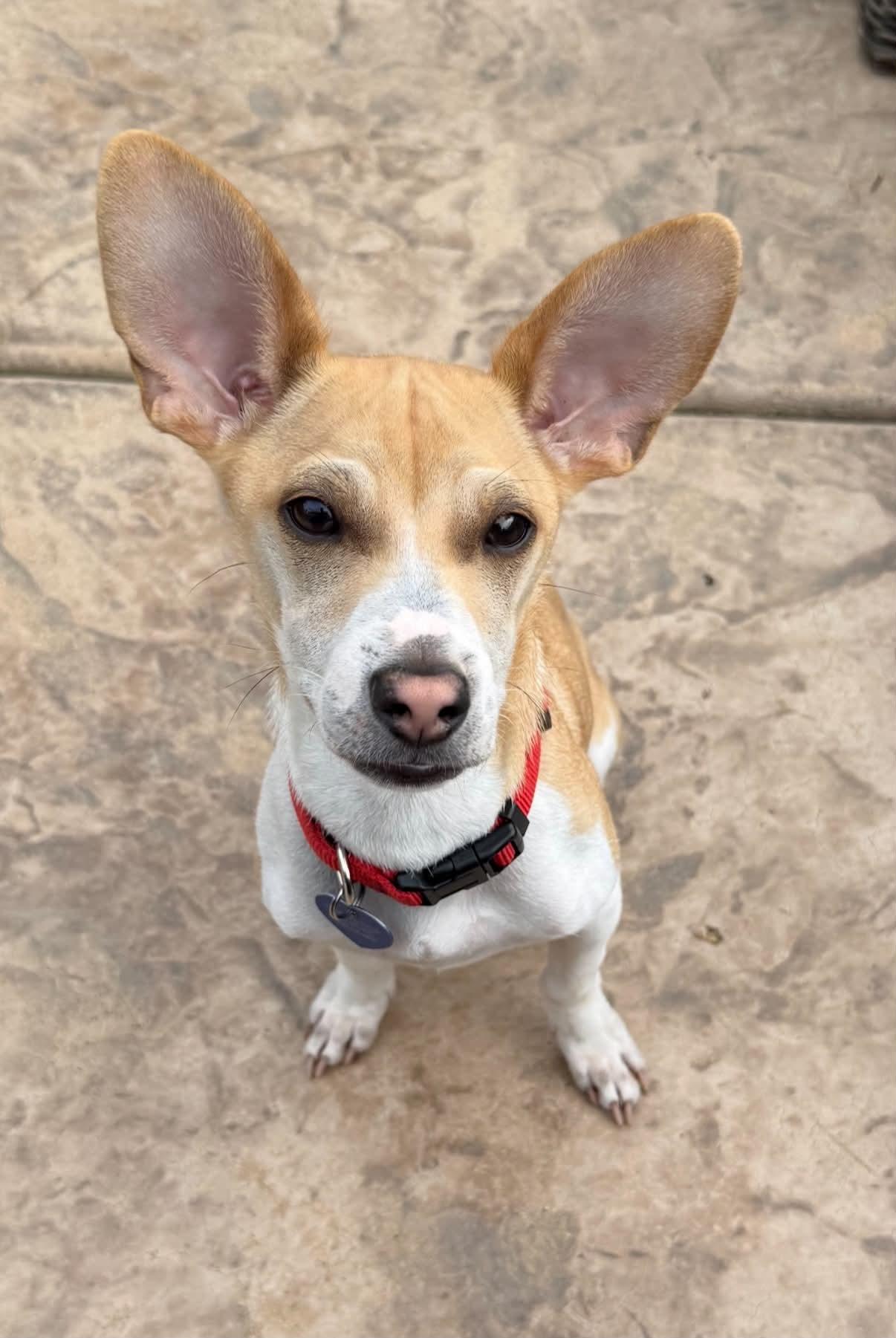 25Atticus, an adoptable Mixed Breed in Shingle Springs, CA image 1/6