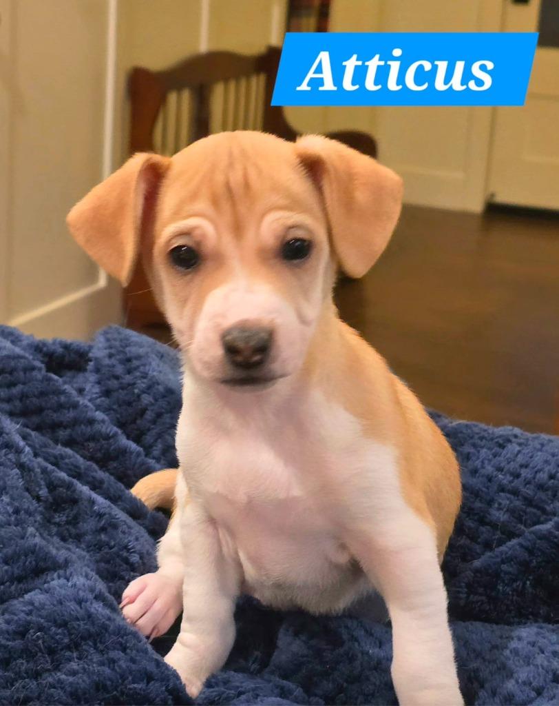 25Atticus, an adoptable Mixed Breed in Shingle Springs, CA image 2/3