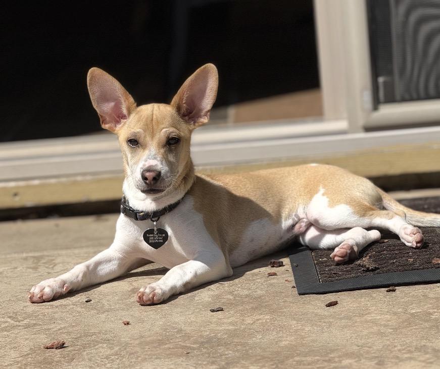 25Atticus, adoptable, Puppy Male Mixed Breed.