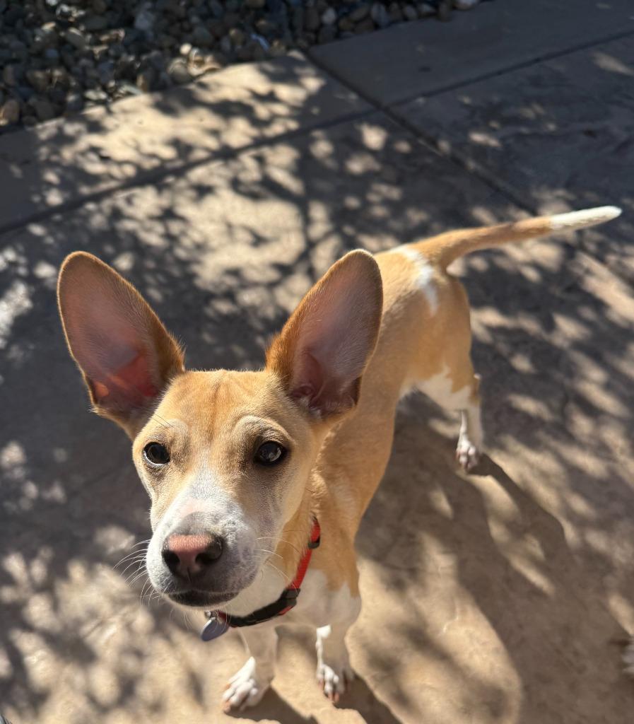 Enlarge 25Atticus, a Adoptable Mixed Breed in Shingle Springs, CA image 3/6