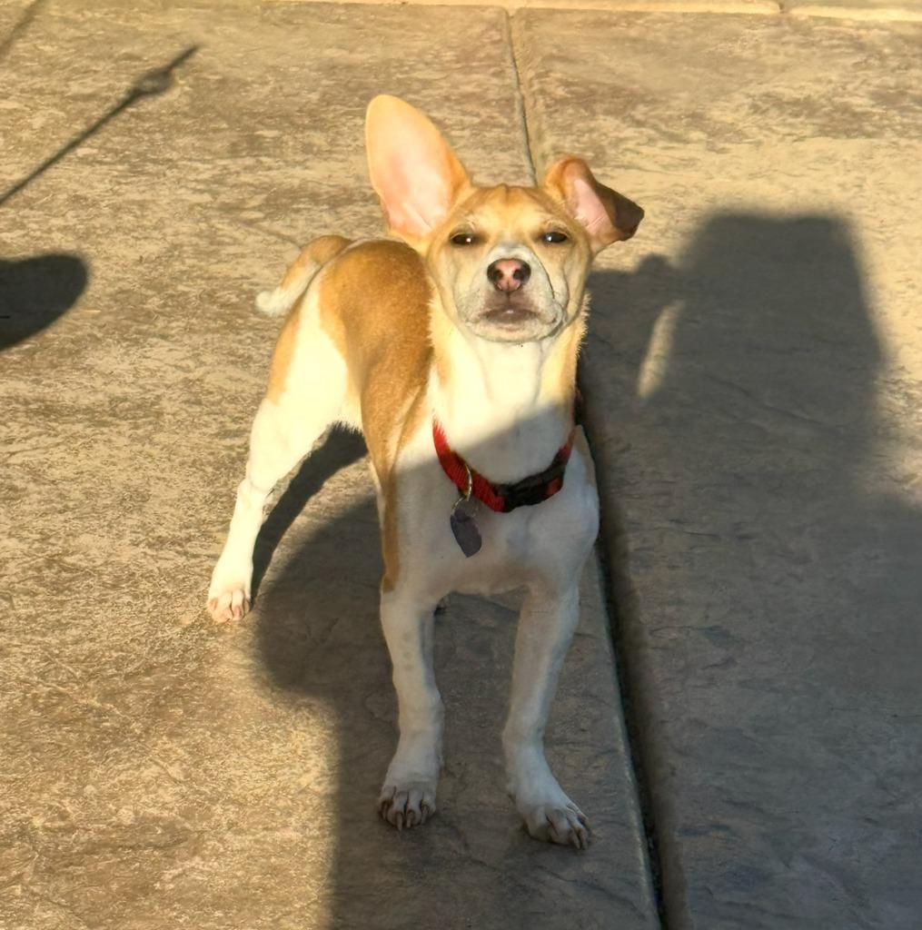 25Atticus, an adoptable Mixed Breed in Shingle Springs, CA image 2/6