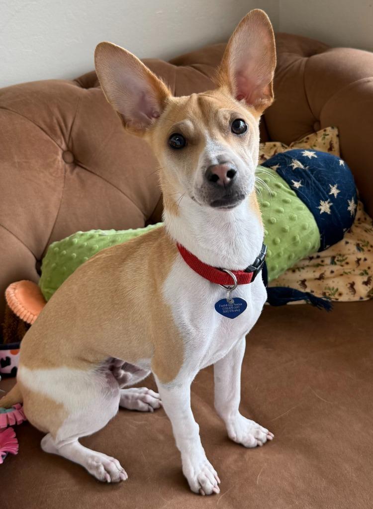 25Atticus, Adoptable, Young Male Mixed Breed.