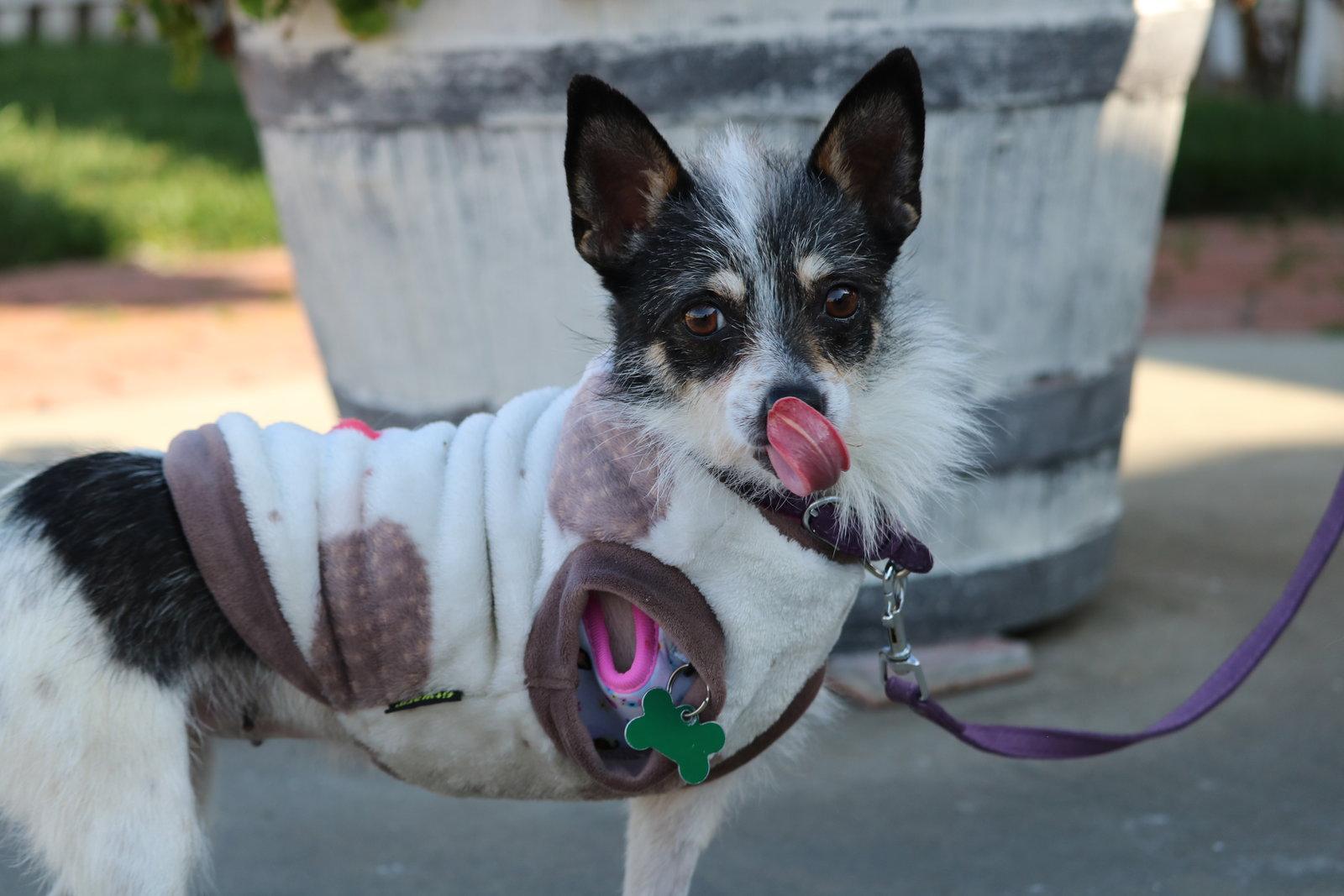 Enlarge Holly, a Adopted mixed breed in San Jose, CA image 1/3