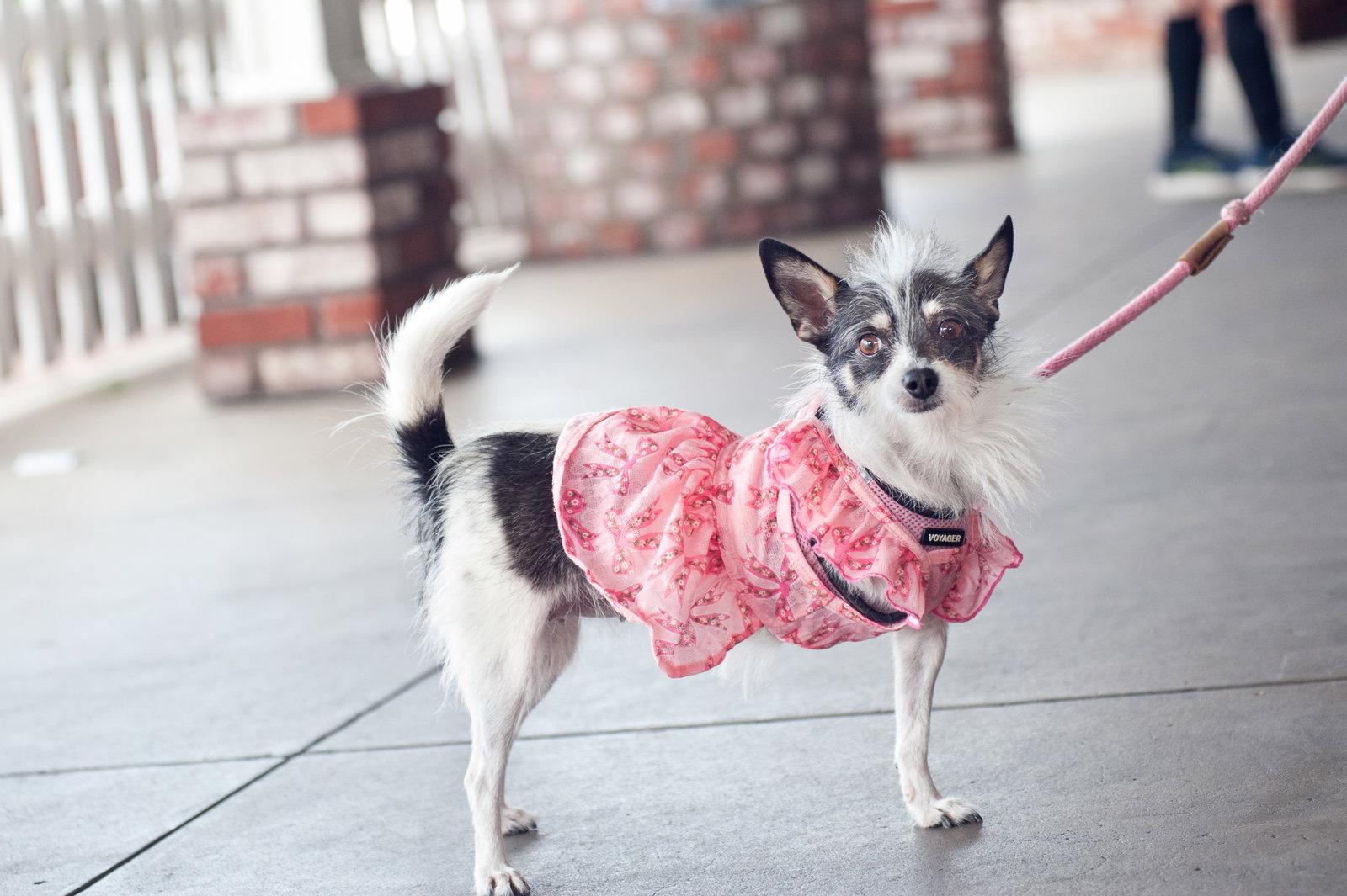 Enlarge Holly, a Adopted mixed breed in San Jose, CA image 2/3