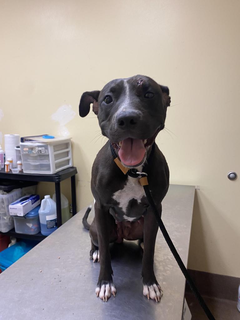 Carbon ⚡, Adoptable, Adult Female Mixed Breed.
