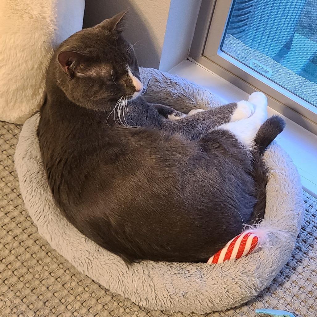 Max, Adoptable, Adult Male Domestic Short Hair.