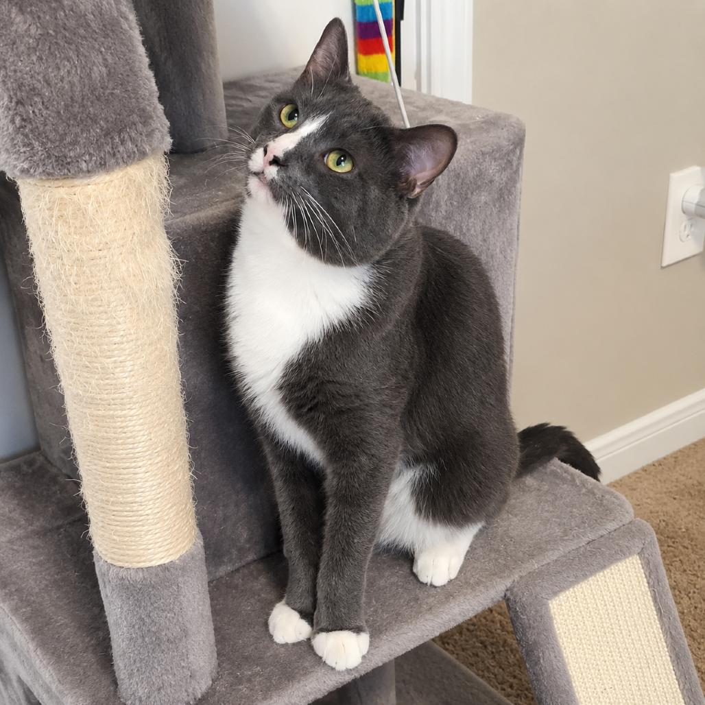 Enlarge Max, a Adoptable Domestic Short Hair in Austin, TX image 2/6