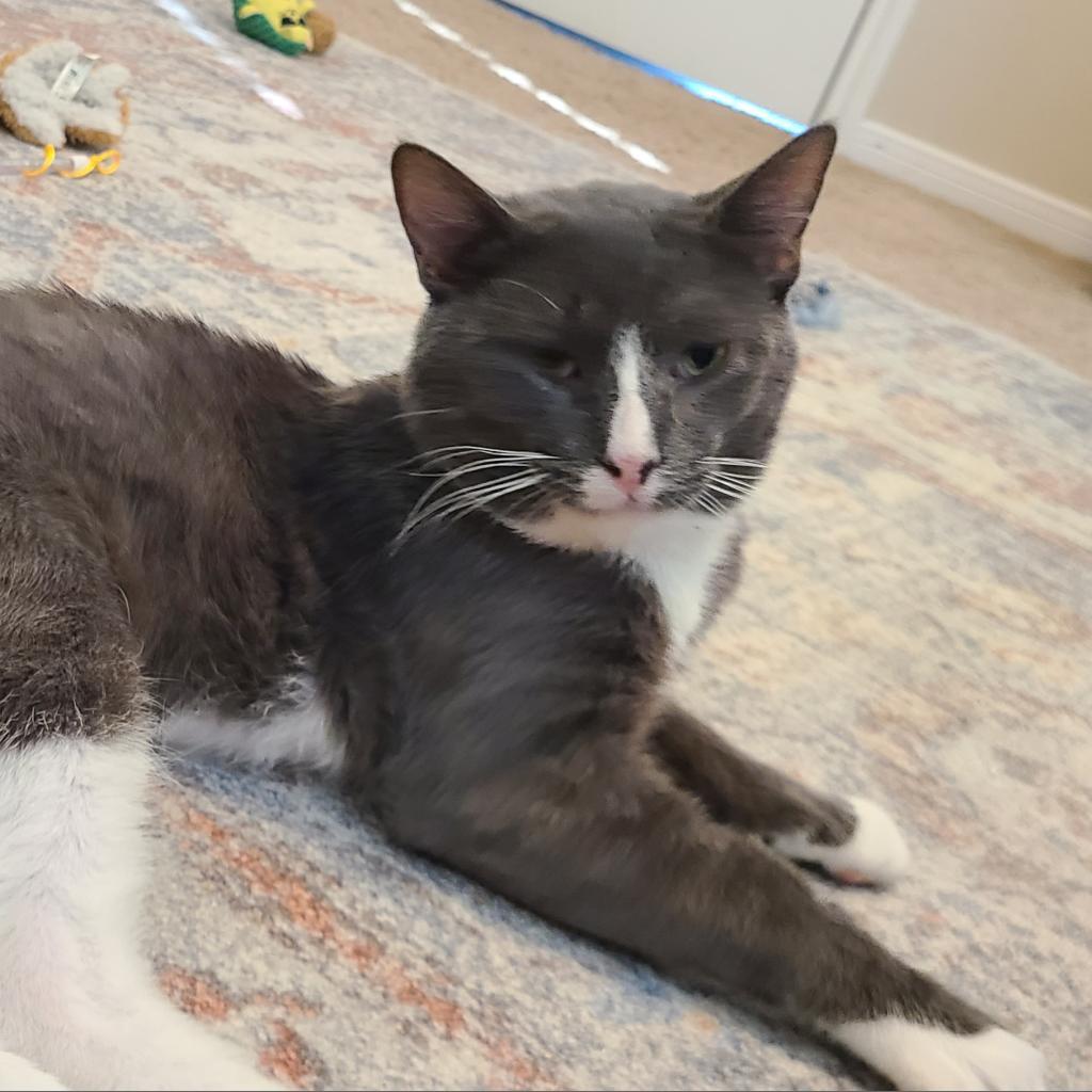 Enlarge Max, a Adoptable Domestic Short Hair in Austin, TX image 2/6