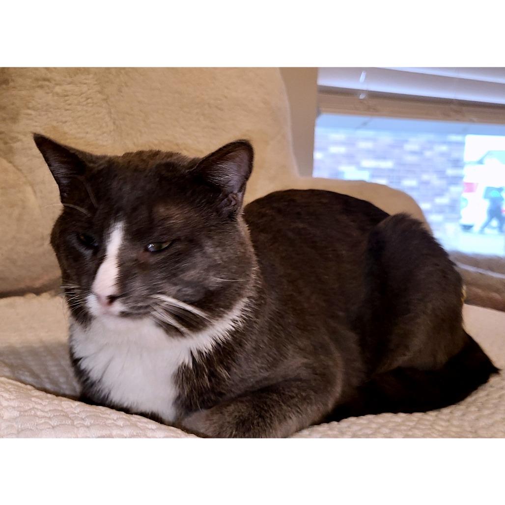 Max, a Adoptable Domestic Short Hair in Austin, TX image 3/6